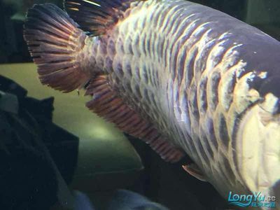 龍魚融鱗下什么藥（如何治療龍魚融鱗）