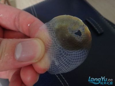 龍魚融鱗下什么藥（如何治療龍魚融鱗）