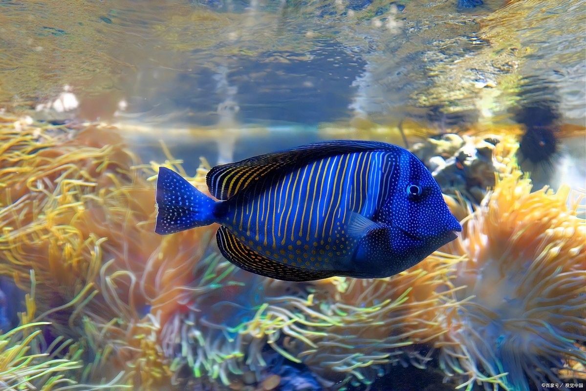 龍魚眼睛白點病多久能治好？