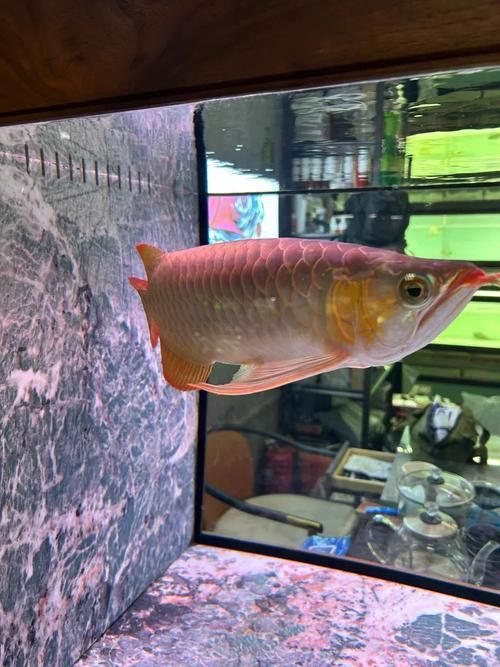 金龍魚不過背什么原因：金龍魚不過背和高背有什么區(qū)別金龍魚過背和高背有什么區(qū)別