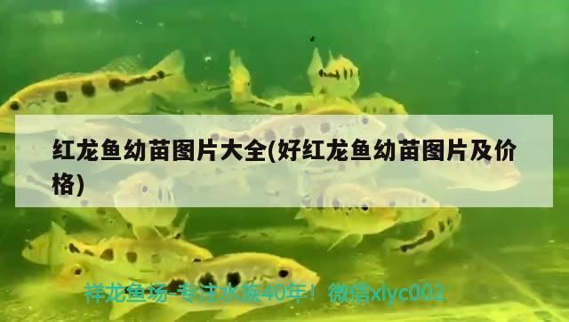 好紅龍魚幼苗圖片及價格（關于好紅龍魚幼苗的價格，紅龍魚幼苗飼養技巧）