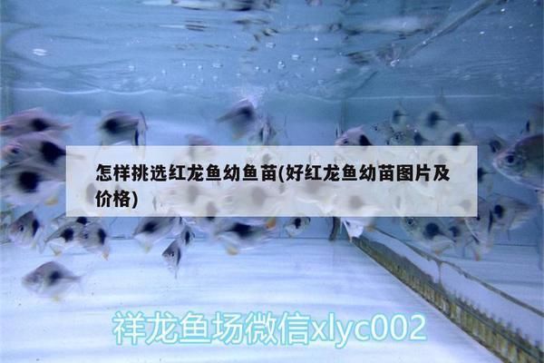 好紅龍魚幼苗圖片及價格（關于好紅龍魚幼苗的價格，紅龍魚幼苗飼養技巧）