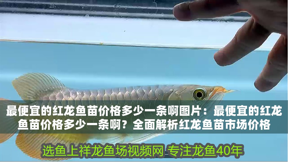 最便宜的紅龍魚苗價格多少一條啊圖片：最便宜的紅龍魚苗價格多少一條啊？全面解析紅龍魚苗市場價格