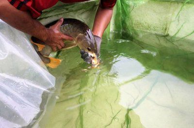 井水可以養龍魚嗎：井水可以養龍魚但需要經過一定的處理步驟和注意事項