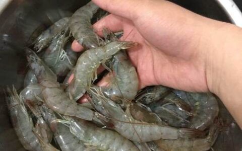 魚缸養魚一般多久喂一次，如何判斷魚缸水質是否穩定