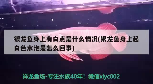龍魚 白點(diǎn)病 后 身上的坑會(huì)好嗎：如何預(yù)防龍魚白點(diǎn)病