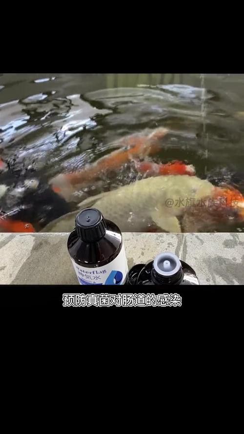 紅龍魚尾鰭爛了怎么辦圖片大全