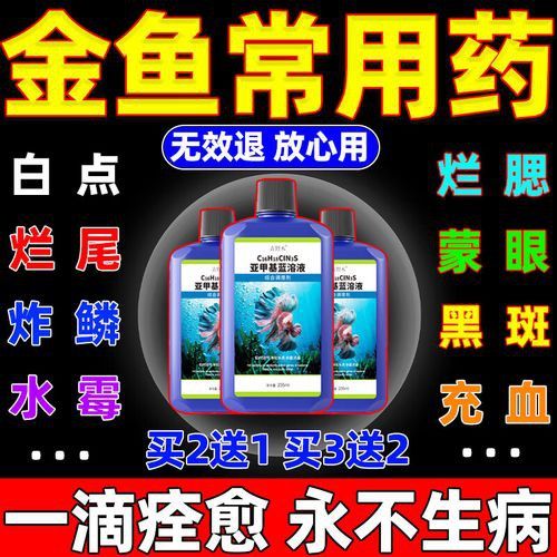 紅龍魚尾鰭爛了怎么辦圖片大全