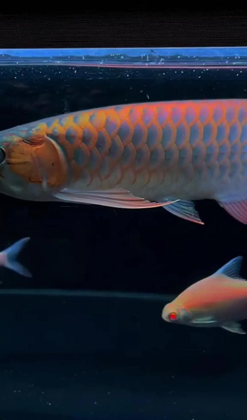 紅龍魚尾鰭爛了怎么辦圖片大全