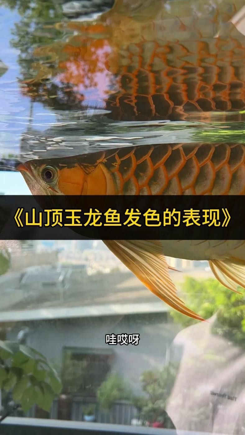 紅福王龍魚 萬福