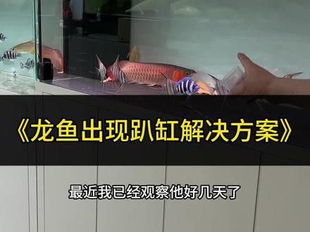 紅龍魚趴缸底
