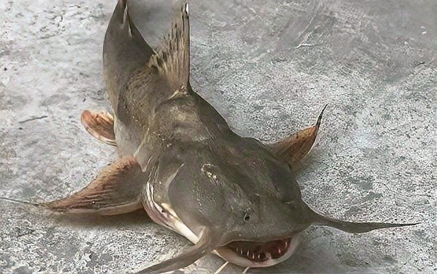 霸王龍魚是什么
