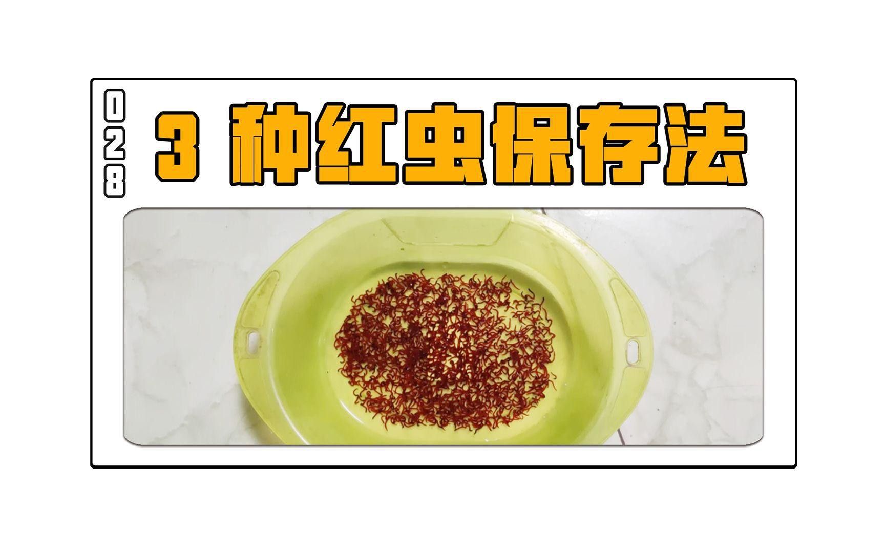 冰凍紅蟲如何解凍和儲存？