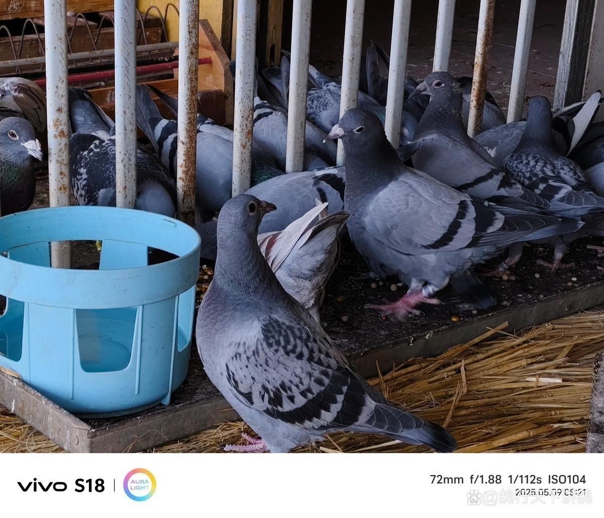 賽級古典金龍最忌三種藥