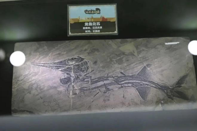 龍魚鑒賞論文怎么寫的：關于龍魚鑒賞論文的基本框架