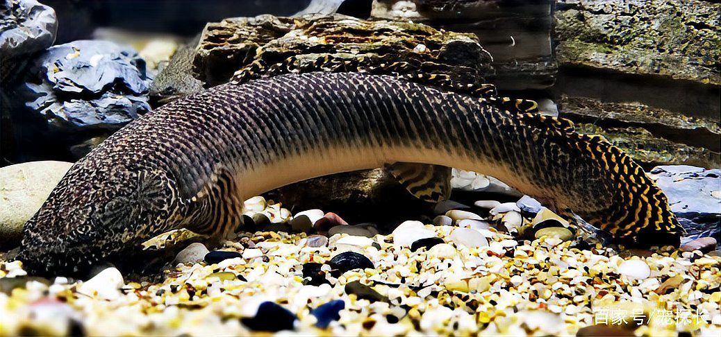 虎魚可以和金龍魚一起混養嗎圖片大全