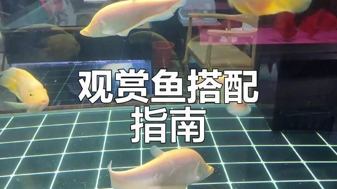 虎魚可以和金龍魚一起混養嗎圖片大全