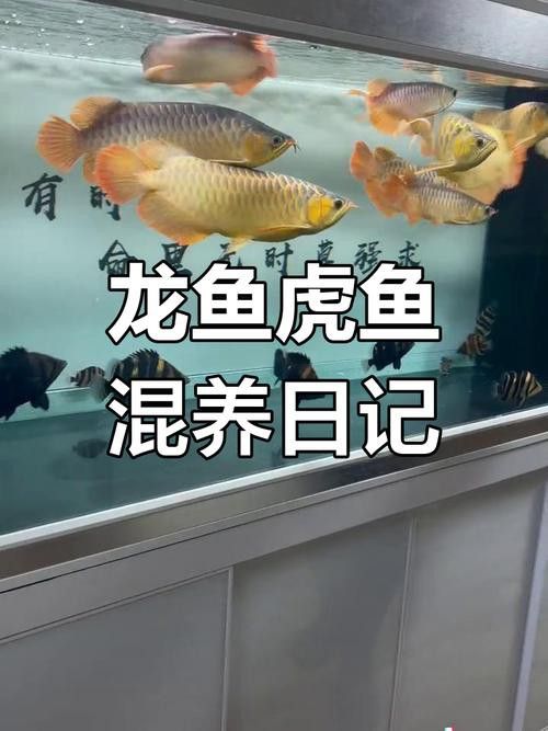 虎魚可以和金龍魚一起混養嗎圖片大全