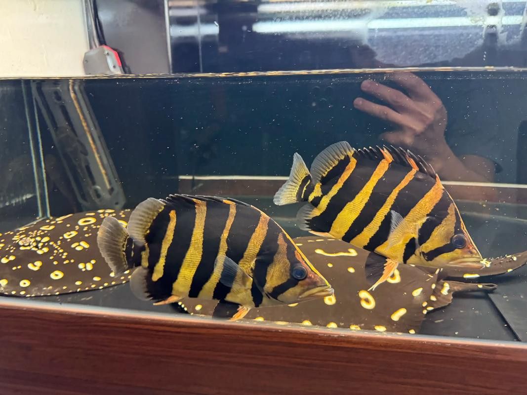 虎魚可以和金龍魚一起混養嗎圖片大全
