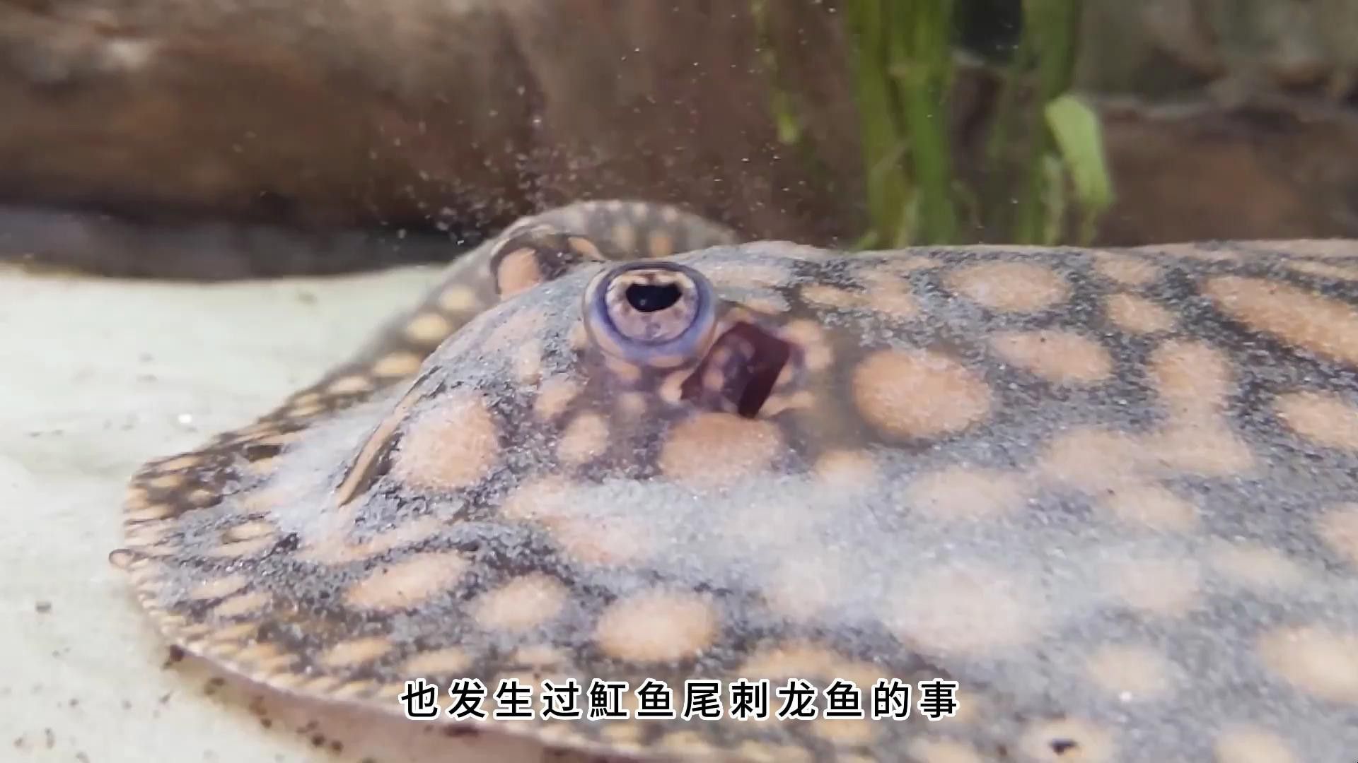 虎魚可以和金龍魚一起混養嗎圖片大全