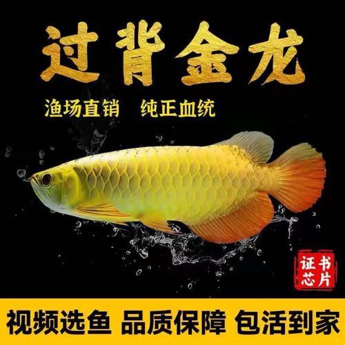古典過背金龍魚視頻大全圖片