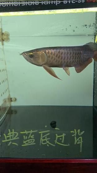 古典過背金龍魚視頻大全圖片