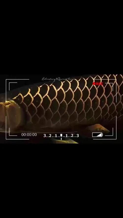 古典過背金龍魚視頻大全圖片