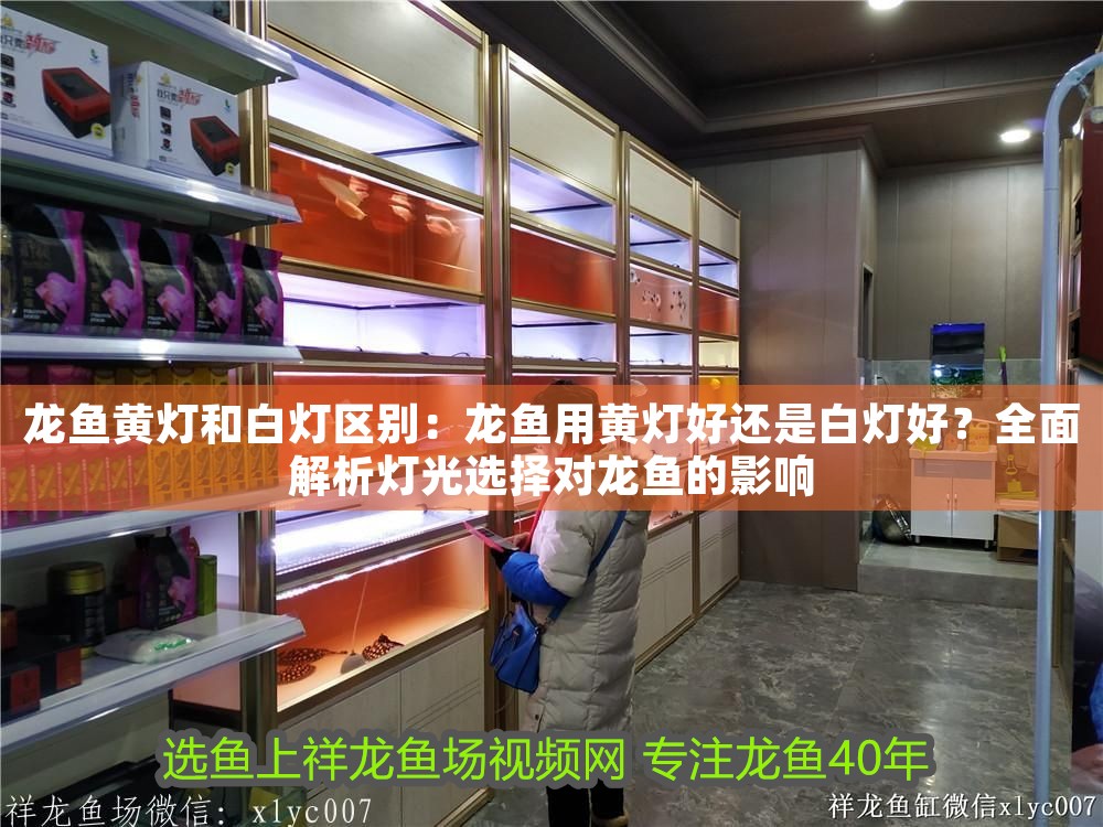 龍魚黃燈和白燈區(qū)別：龍魚用黃燈好還是白燈好？全面解析燈光選擇對(duì)龍魚的影響