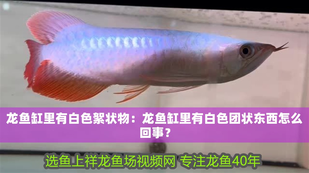 龍魚缸里有白色絮狀物：龍魚缸里有白色團(tuán)狀東西怎么回事？