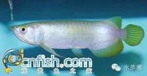 龍魚圖鑒，同種類的龍魚圖鑒
