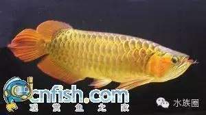 龍魚圖鑒，同種類的龍魚圖鑒