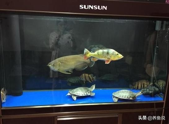 給我搜一下金龍魚的簡筆畫（兒童金龍魚簡筆畫配色技巧金龍魚簡筆畫配色技巧）