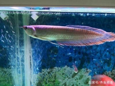 喂銀龍魚的小魚,一次放多少進缸合適：喂銀龍魚的小魚一次放多少并沒有一個固定的數量