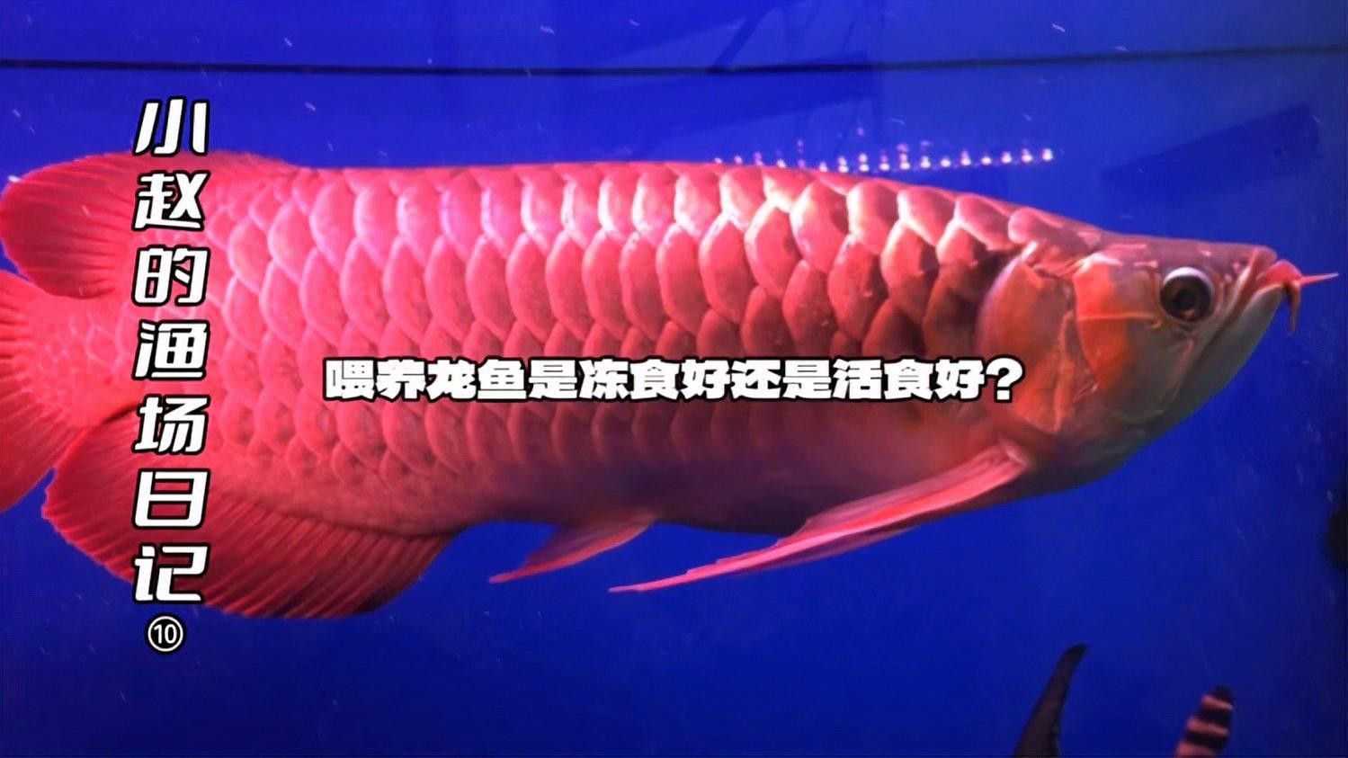 龍魚喂活食的好處