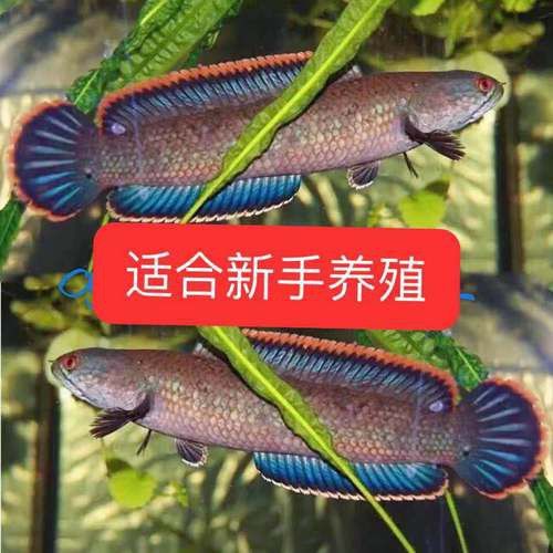 紅色雷龍魚(yú)圖片高清