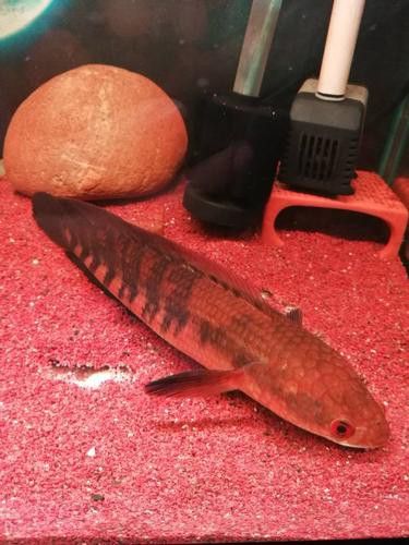 紅色雷龍魚(yú)圖片高清