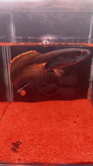 紅色雷龍魚(yú)圖片高清