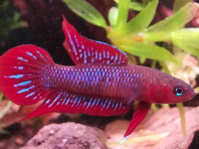 紅色雷龍魚(yú)圖片高清