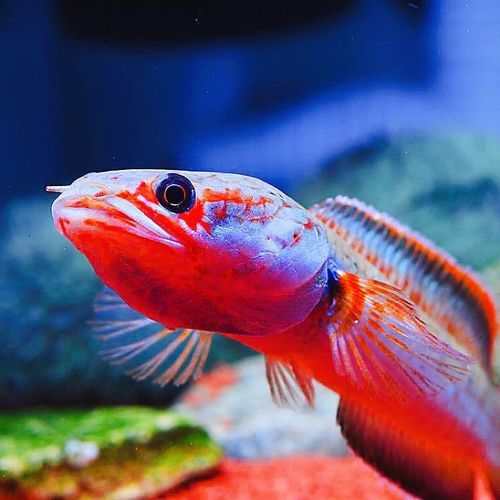 紅色雷龍魚(yú)圖片高清