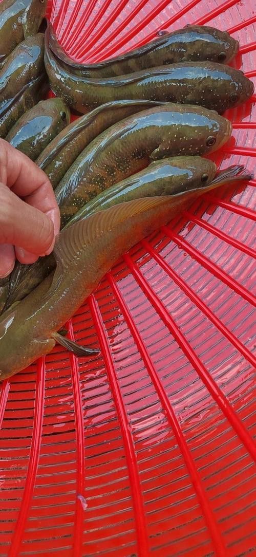 紅色雷龍魚(yú)圖片高清