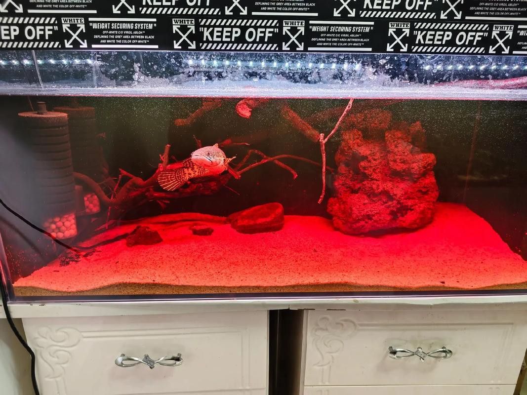 紅色雷龍魚(yú)圖片高清