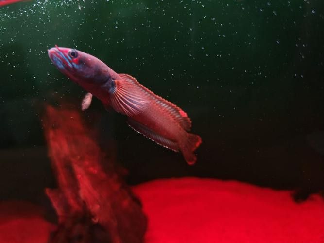 紅色雷龍魚(yú)圖片高清