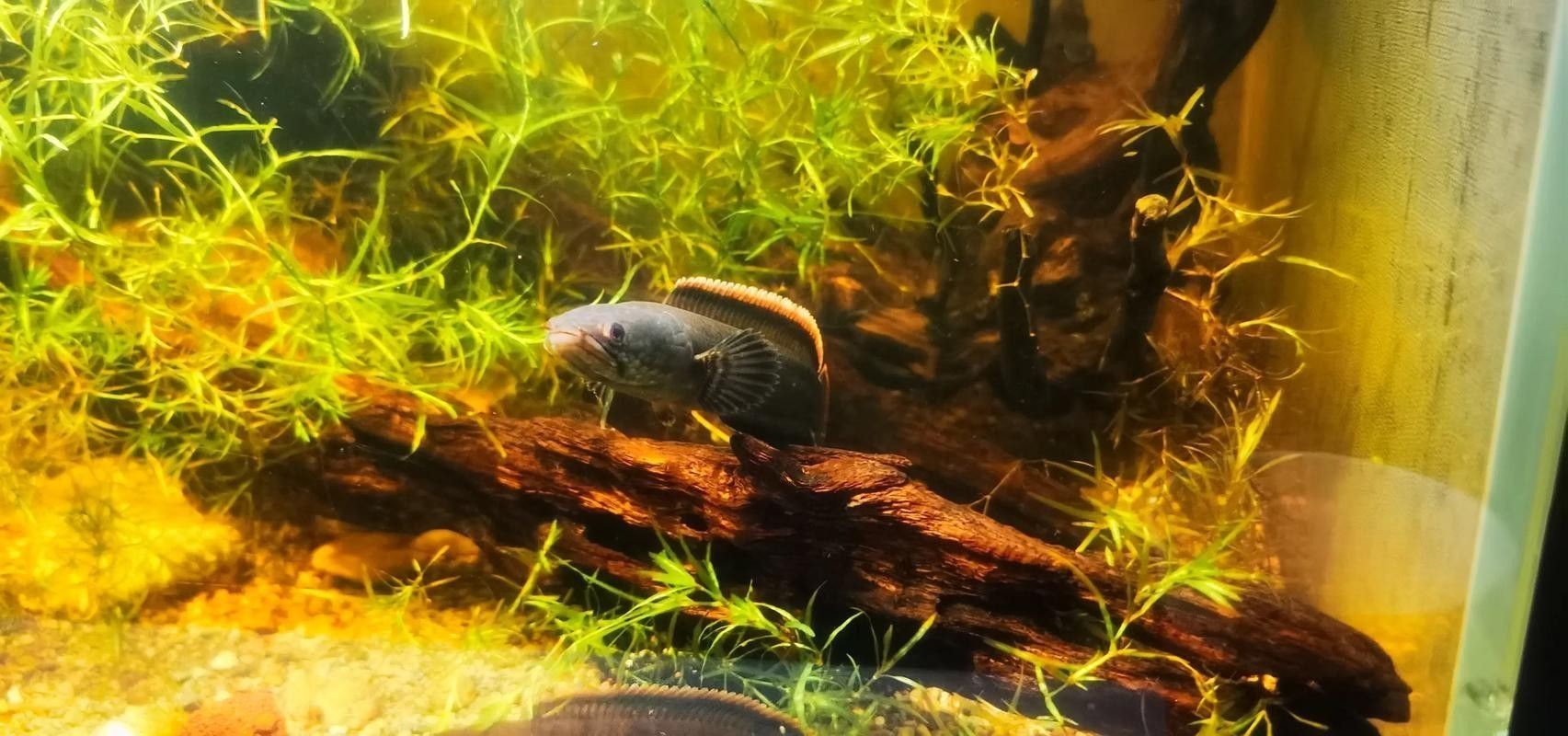 紅色雷龍魚(yú)圖片高清