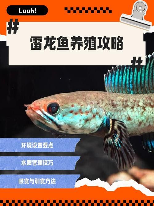 紅色雷龍魚(yú)圖片高清