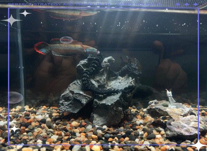 紅色雷龍魚(yú)圖片高清