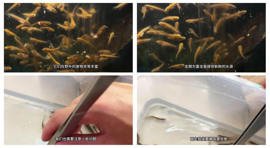 紅色雷龍魚(yú)圖片高清