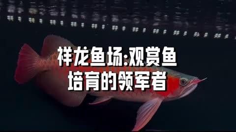 祥龍魚場有哪些高端紅龍魚品種？