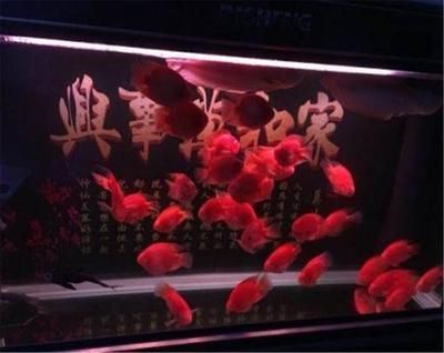 一條龍魚一條虎魚什么寓意啊：一條龍魚一條虎魚的寓意是什么