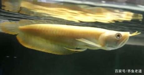 銀龍魚苗最佳喂食頻率：銀龍魚苗最佳喂食頻率為每天1-4次