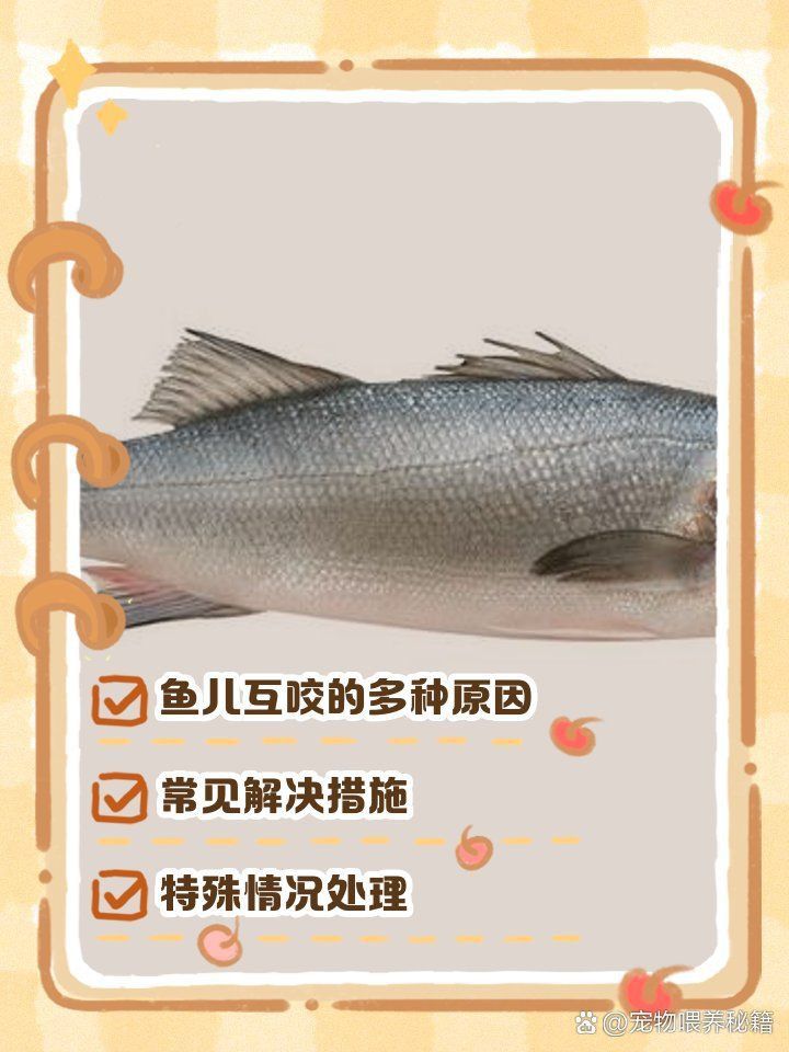 藍(lán)寶石魚咬魚的解決方法